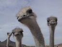 Ostriches