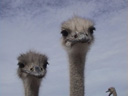 Ostriches